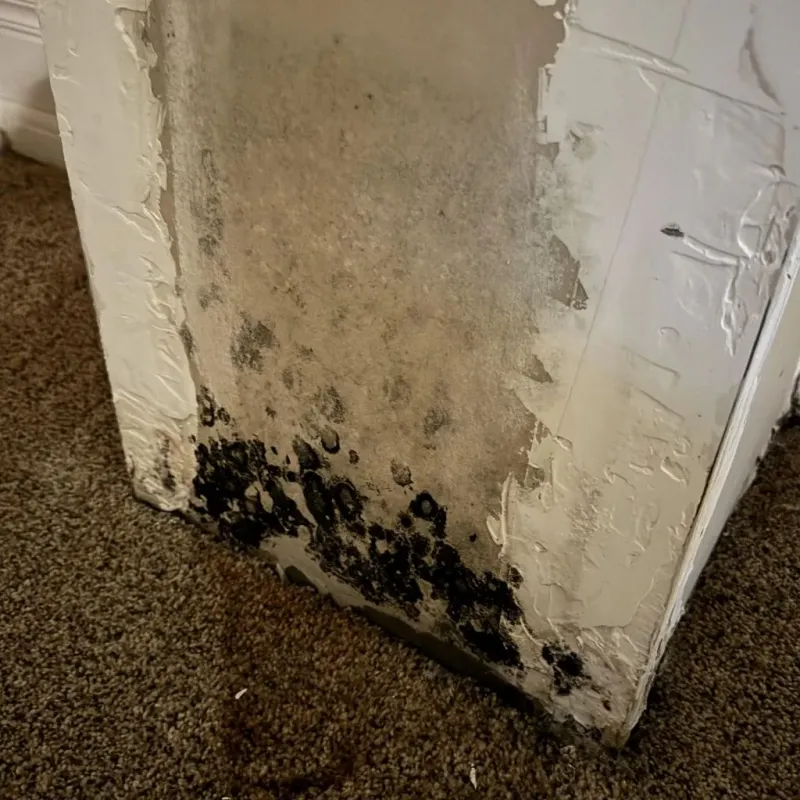 Professional Mold Removal in Floydada, TX